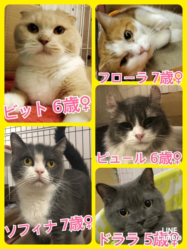 🐾今日の里親様募集中ニャンコ🐱メンバーです🐾2021,8,27